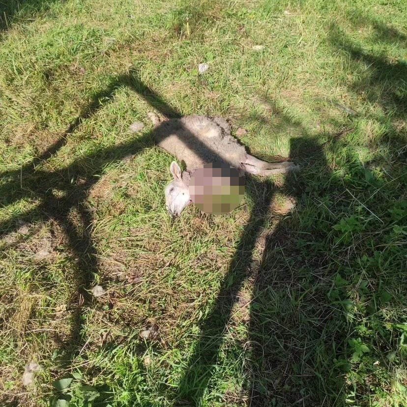 Başıboş sokak köpekleri, bahçedeki kuzuları ve kümesteki tavukları öldürdü