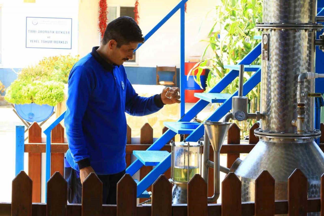 32 tür tıbbi-aromatik bitkinin distilasyonu yapıldı