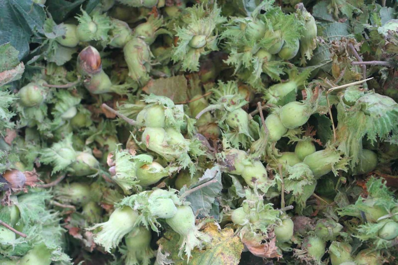 Ordu’da taze fındık tezgahlara indi