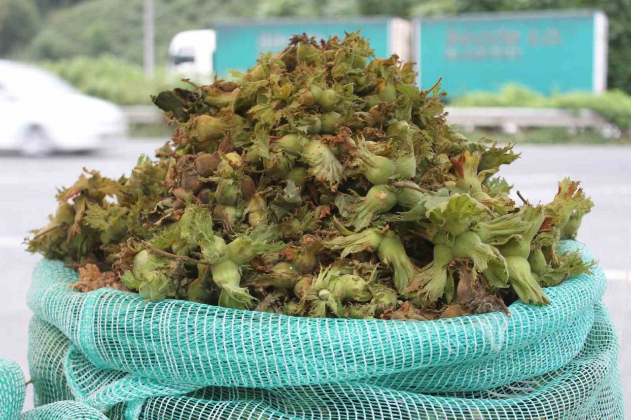 Ordu’da taze fındık tezgahlara indi