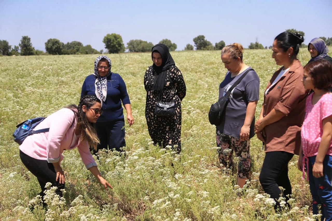 Pamukkaleli kursiyerlerden tıbbi ve aromatik bitki yetiştiriciliğine yoğun ilgi