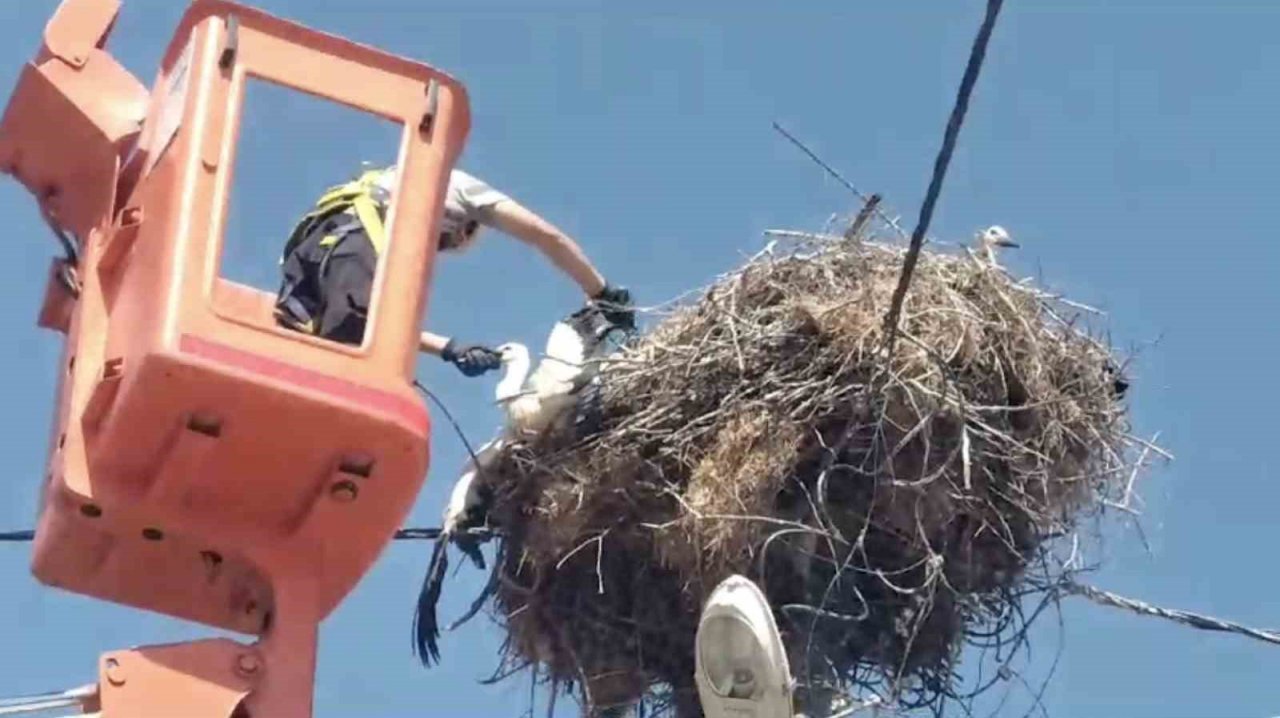 Ayağına ip dolanan leylek yavrusu kurtarıldı