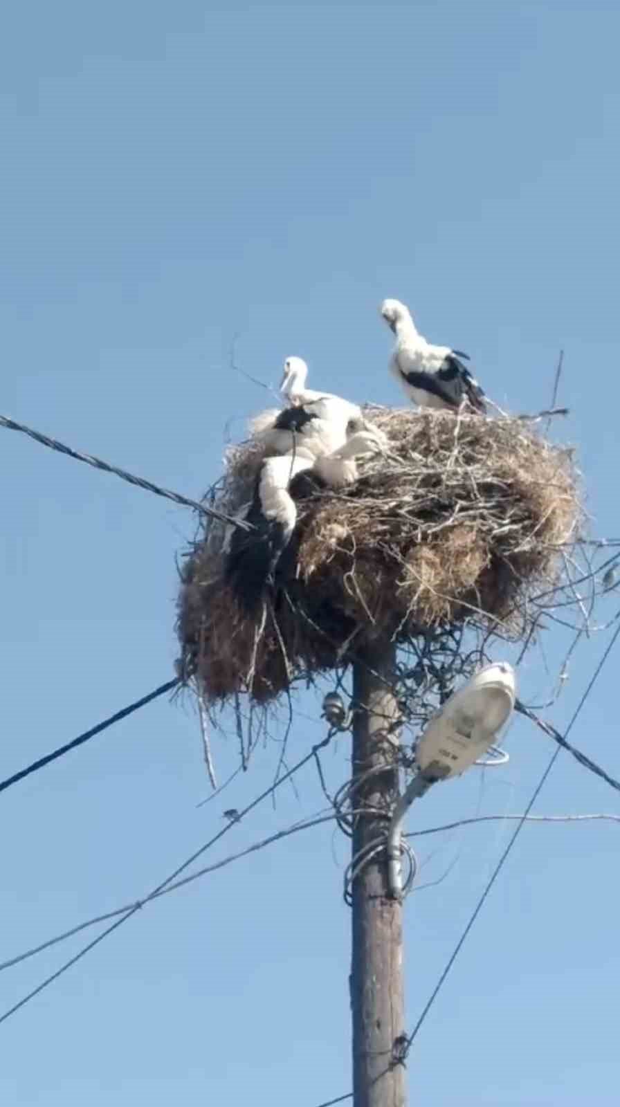 Ayağına ip dolanan leylek yavrusu kurtarıldı