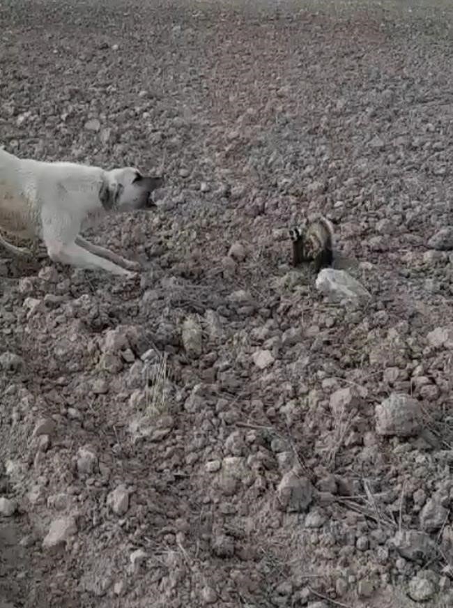 Nesli tükenmek üzere olan alaca sansar Nevşehir’de görüldü
