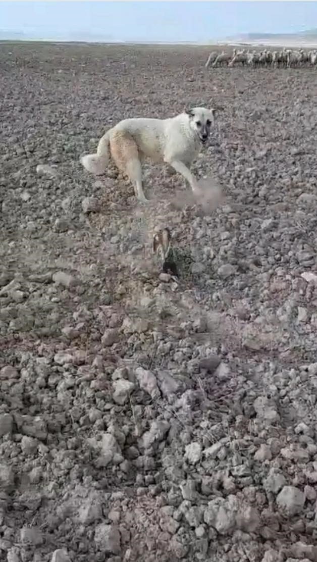 Nesli tükenmek üzere olan alaca sansar Nevşehir’de görüldü
