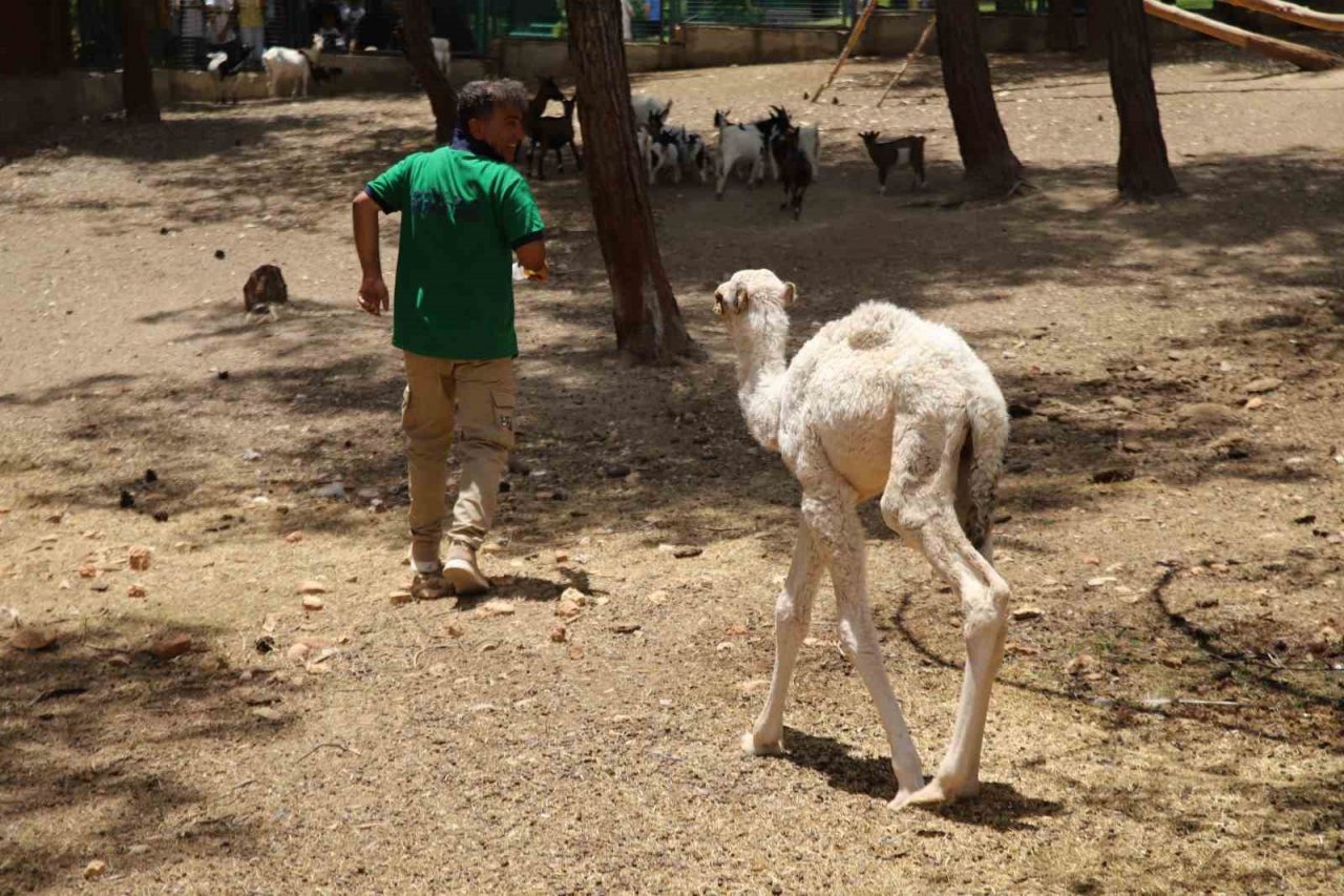 Annesi tarafından terk edilen yavru albino deveye bakıcıları sahip çıktı