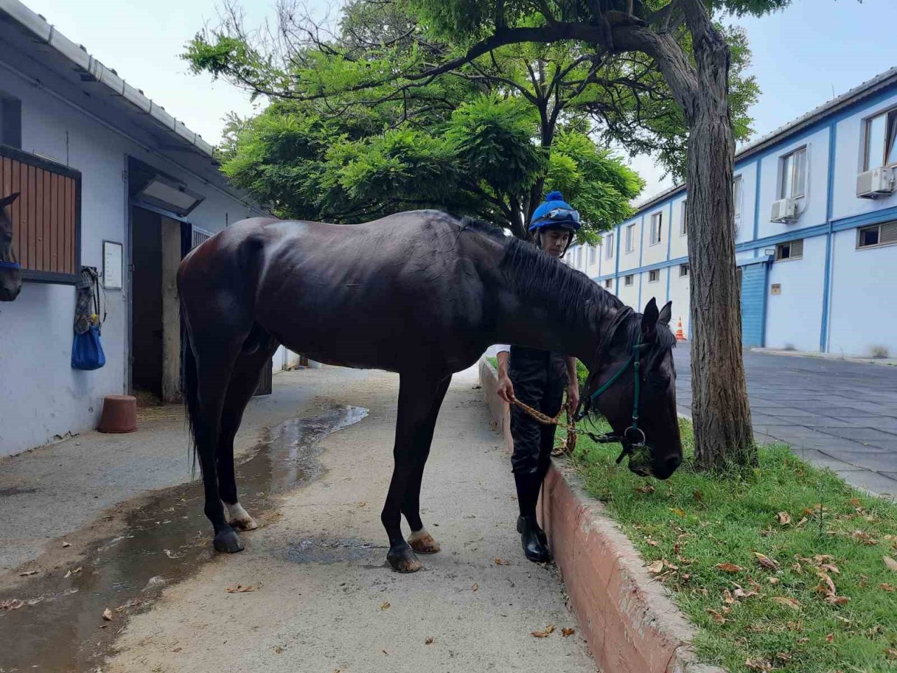 İyi bir jokey olmanın yolu, bu okuldan geçiyor