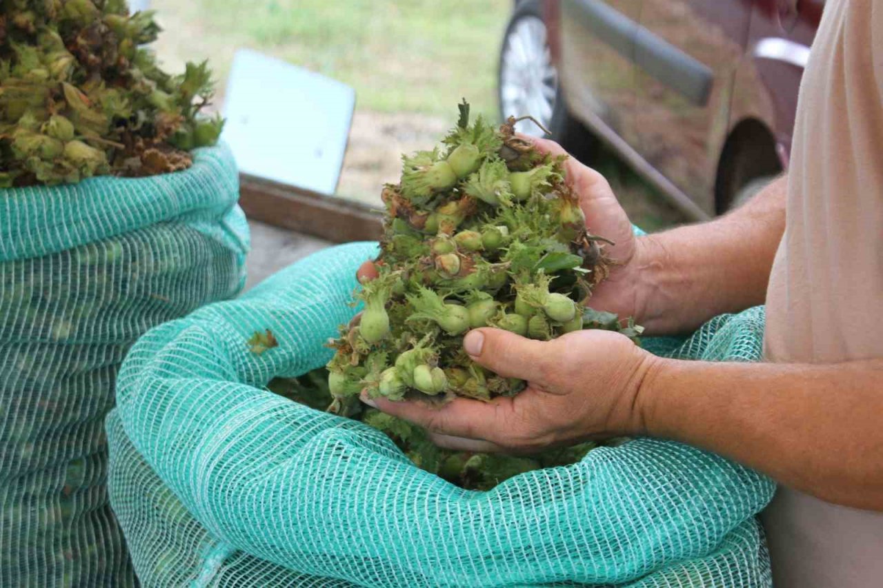 Ordu’da taze fındık tezgahlara indi