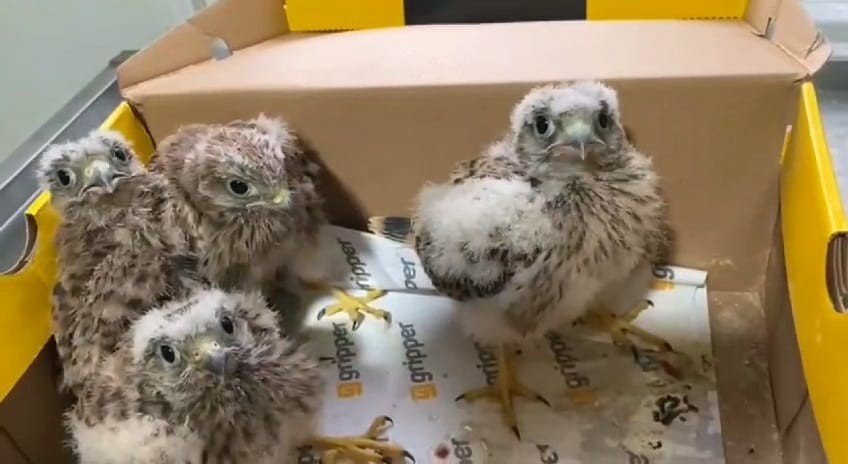 “Şimdi yavru kerkenezlerin akşam yemeği vakti”