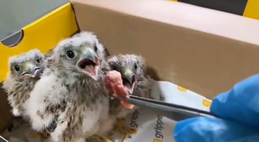 “Şimdi yavru kerkenezlerin akşam yemeği vakti”