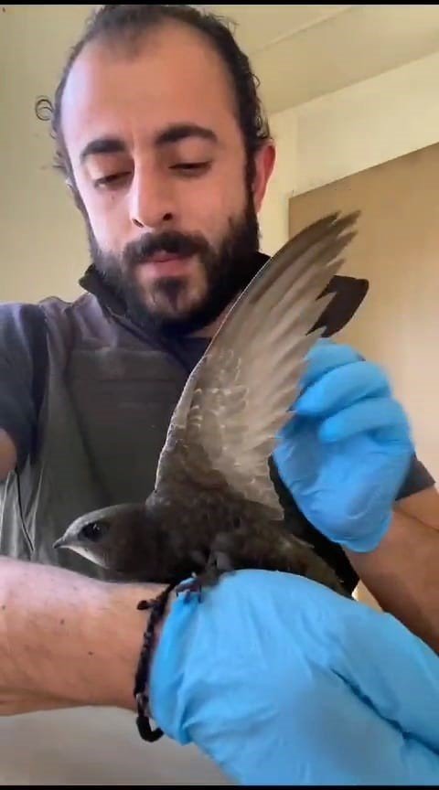 “Şimdi yavru kerkenezlerin akşam yemeği vakti”