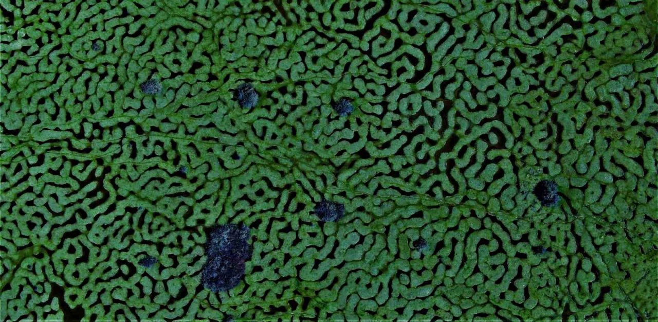 Karagöl Yaylası’nın imara açıldığı iddialarına Vali Kaldırım koydu son noktayı