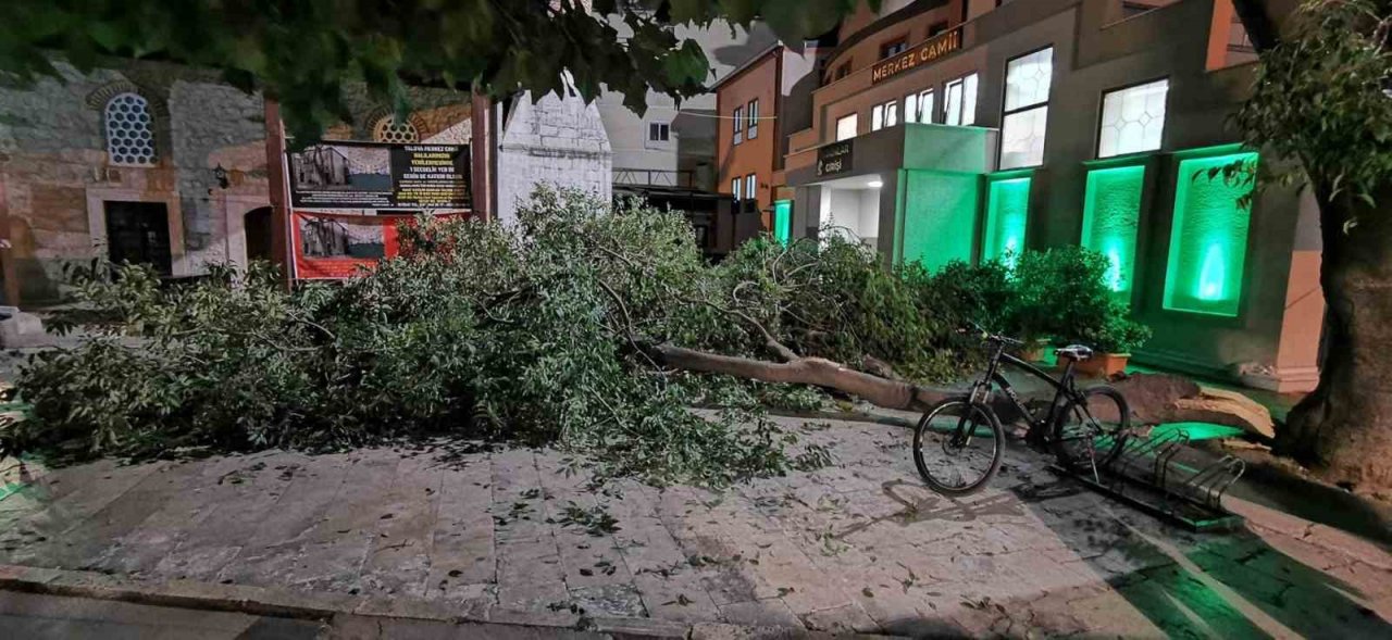 Yalova’da üzerine ağaç dalı düşen çocuk yaralandı
