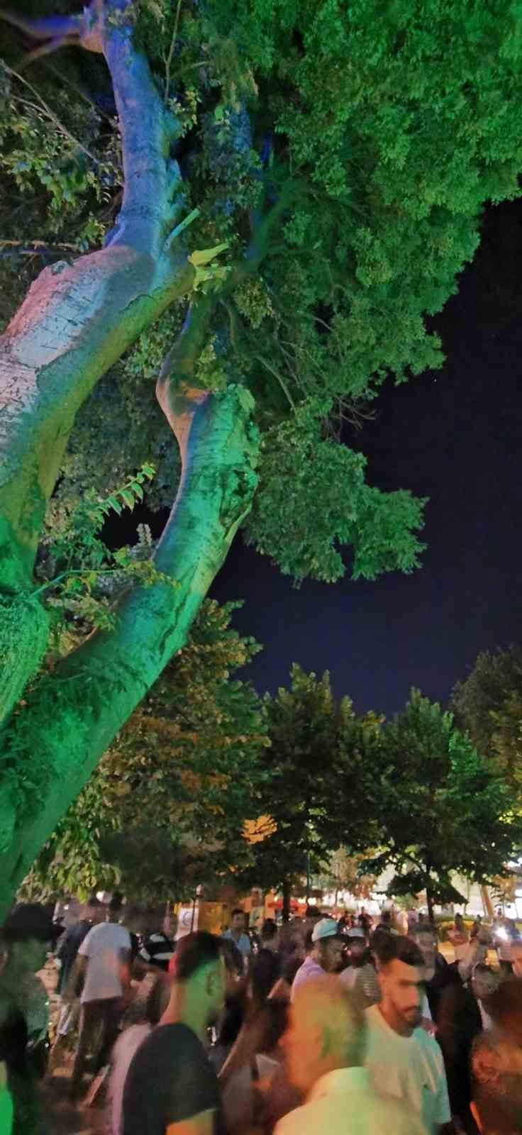 Yalova’da üzerine ağaç dalı düşen çocuk yaralandı