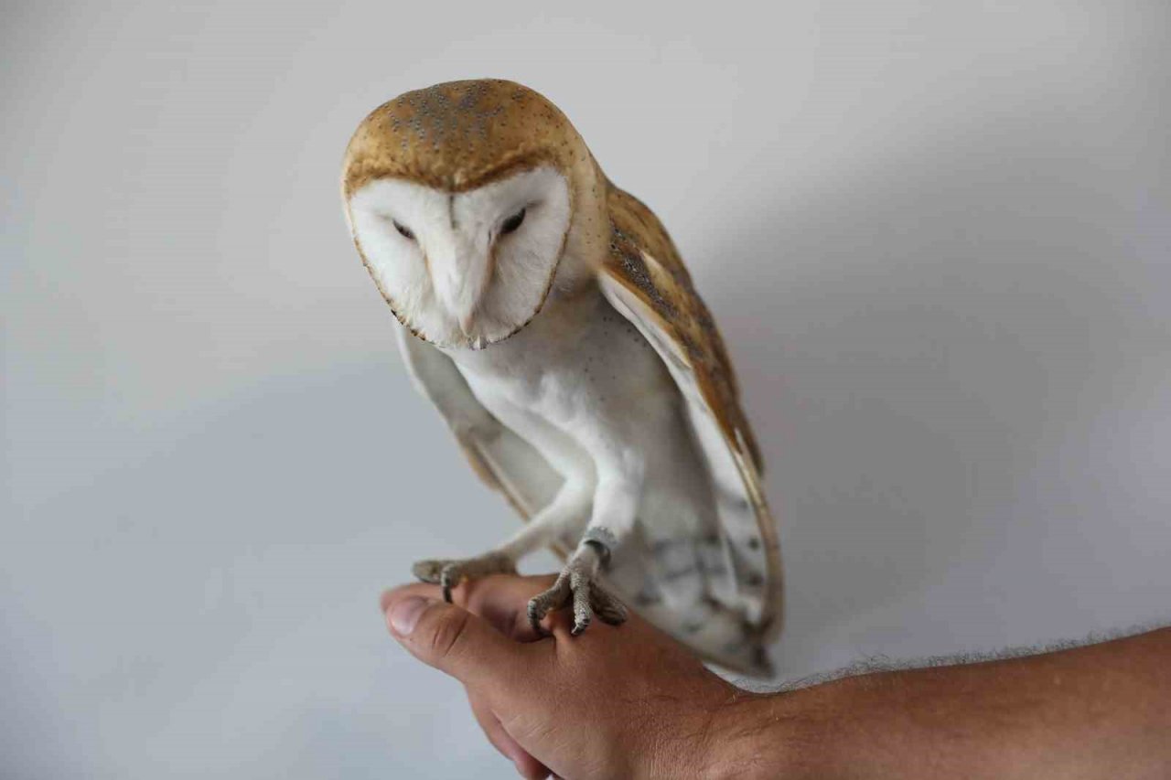 Yaralı halde bulunan yabani hayvanlara Denizli Büyükşehir Belediyesi sahip çıktı