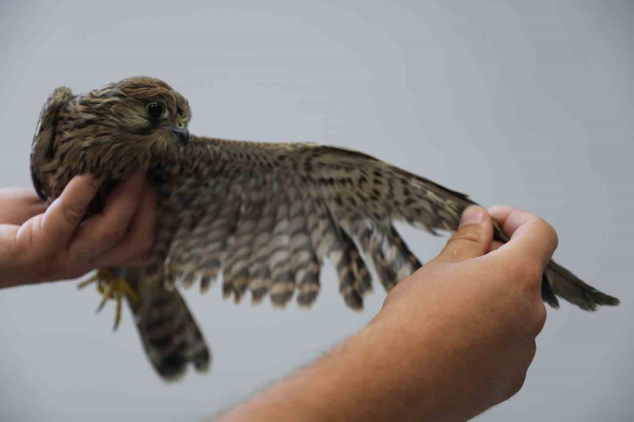 Yaralı halde bulunan yabani hayvanlara Denizli Büyükşehir Belediyesi sahip çıktı