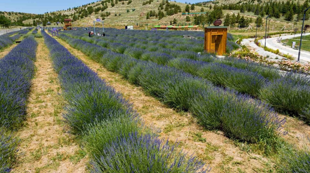 Ankara’nın en büyük lavanta bahçesi Mamak’ta
