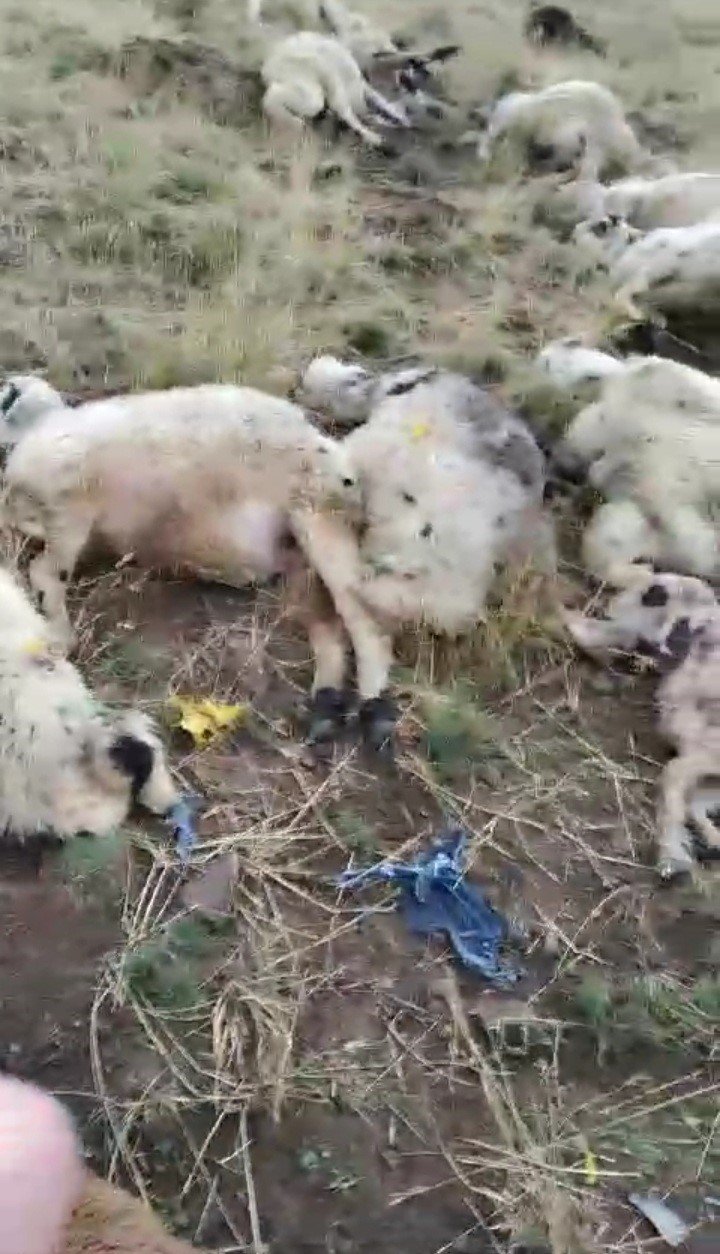 Ağrı’da yıldırım düşmesi sonucu bir çoban yaralandı, 30 koyun telef oldu