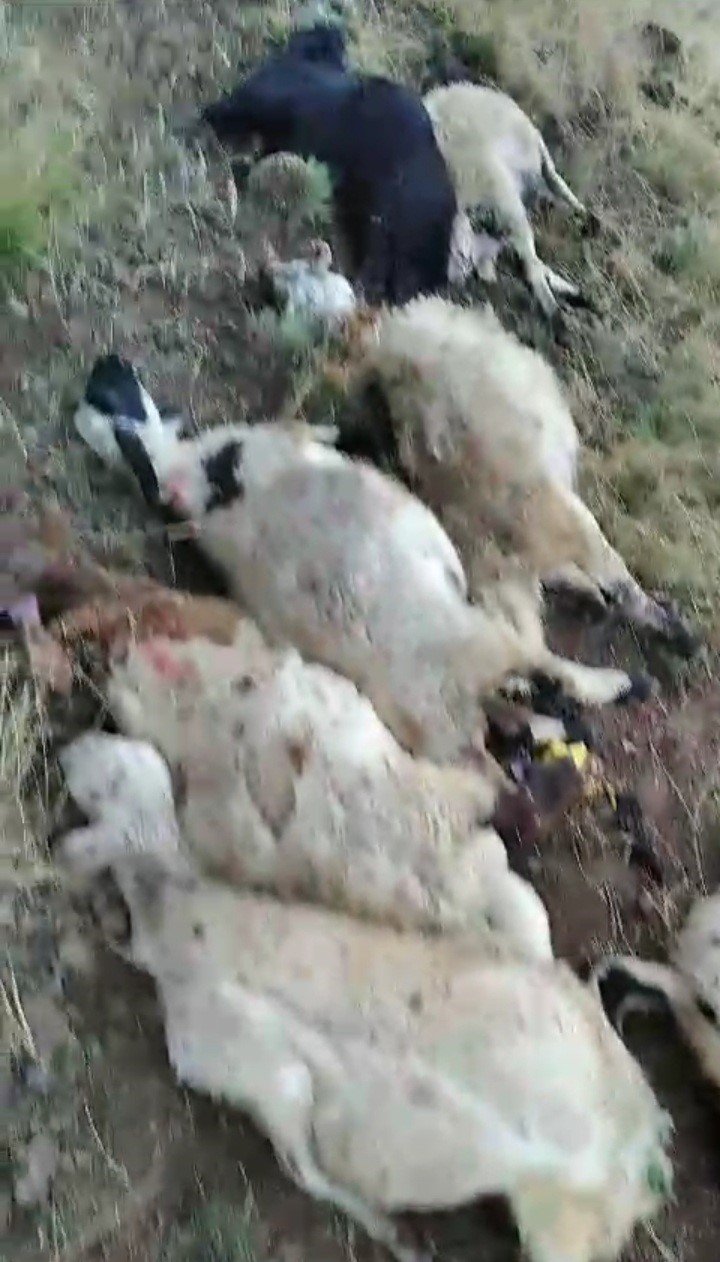 Ağrı’da yıldırım düşmesi sonucu bir çoban yaralandı, 30 koyun telef oldu
