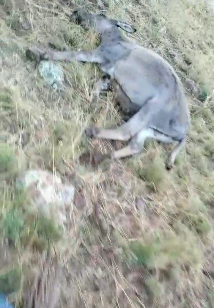 Ağrı’da yıldırım düşmesi sonucu bir çoban yaralandı, 30 koyun telef oldu