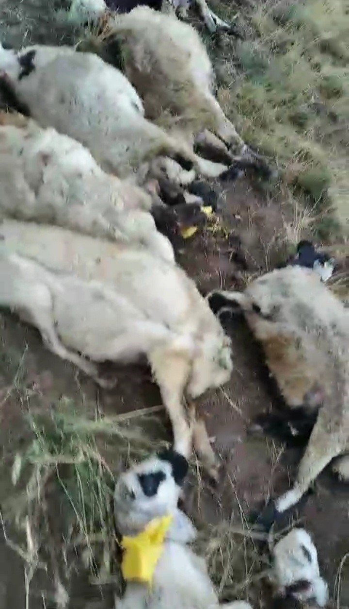 Ağrı’da yıldırım düşmesi sonucu bir çoban yaralandı, 30 koyun telef oldu