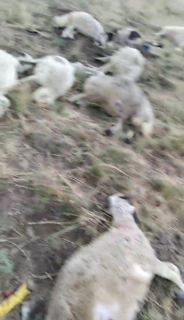 Ağrı’da yıldırım düşmesi sonucu bir çoban yaralandı, 30 koyun telef oldu