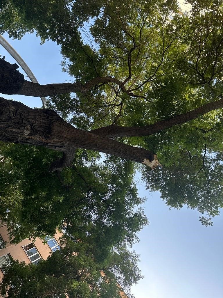 Başkentte aracın üstüne ağaç devrildi, vatandaşlar büyük panik yaşadı