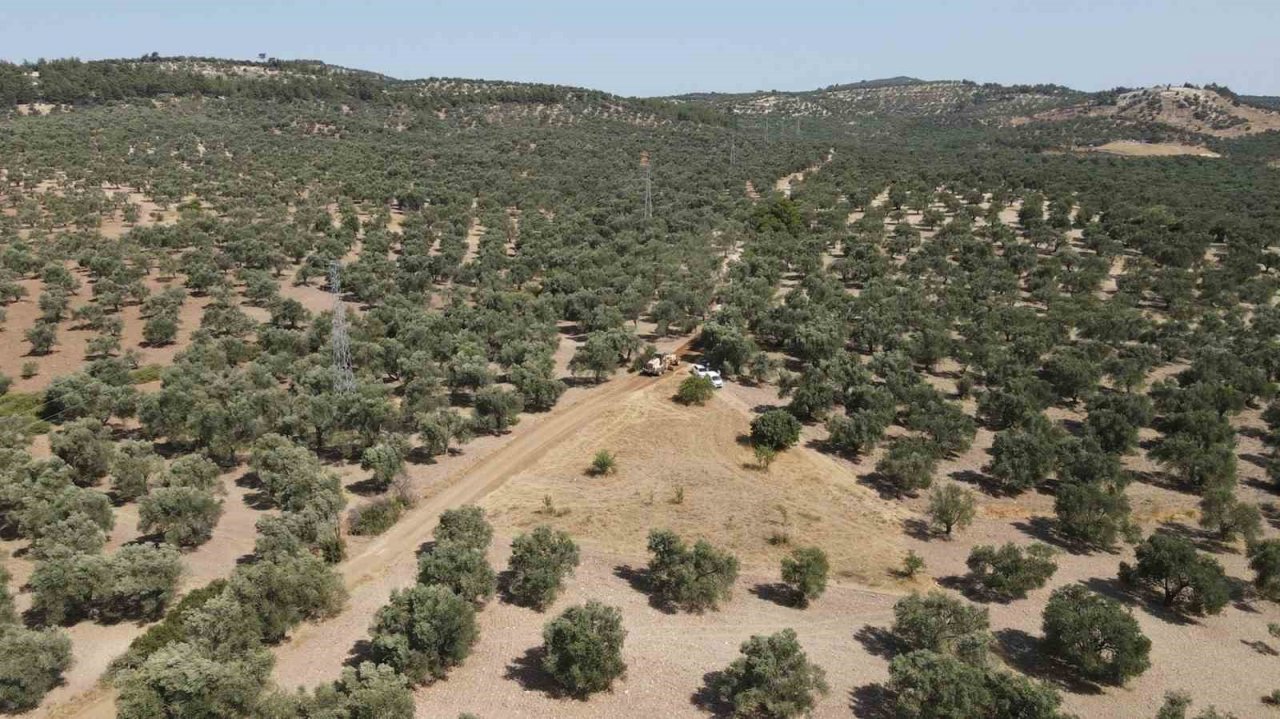 Ayvalık Ziraat Odası Başkanı Baysal: "İklim değişiklikleri ve yağışlardaki düzensizlik, dünyada zeytin üretimine büyük darbe vurdu"