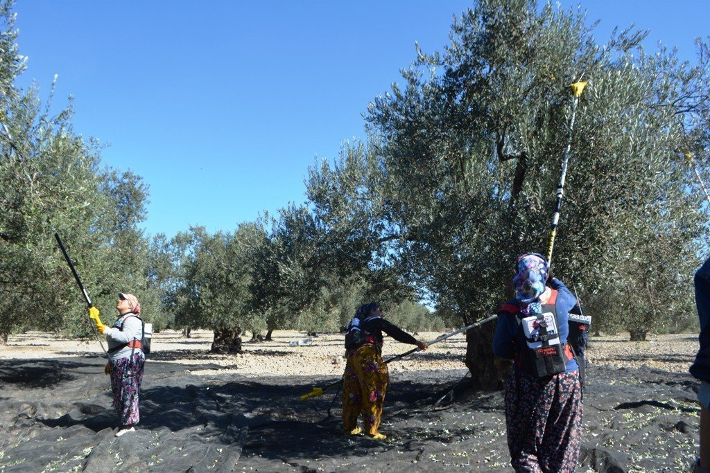 Ayvalık Ziraat Odası Başkanı Baysal: "İklim değişiklikleri ve yağışlardaki düzensizlik, dünyada zeytin üretimine büyük darbe vurdu"