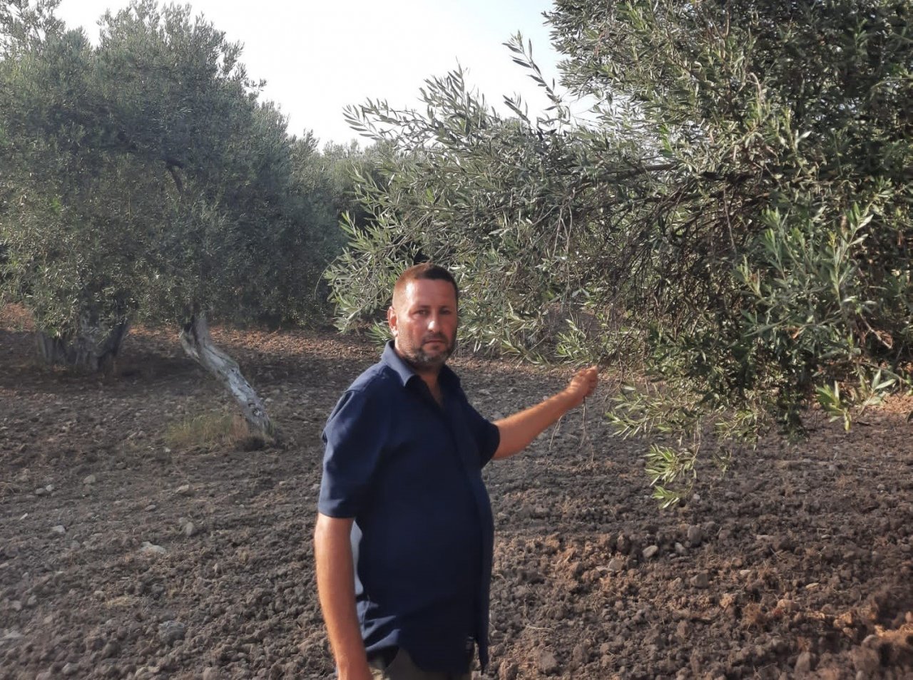 Ayvalık Ziraat Odası Başkanı Baysal: "İklim değişiklikleri ve yağışlardaki düzensizlik, dünyada zeytin üretimine büyük darbe vurdu"