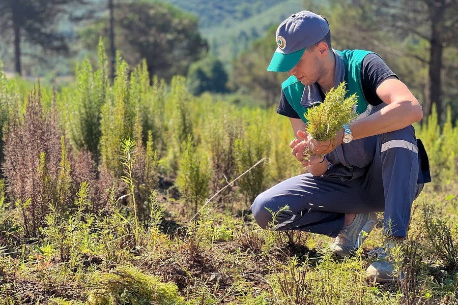 Tıbbi aromatik bitkilerin hasatı başladı