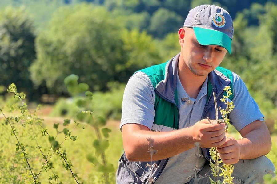 Tıbbi aromatik bitkilerin hasatı başladı