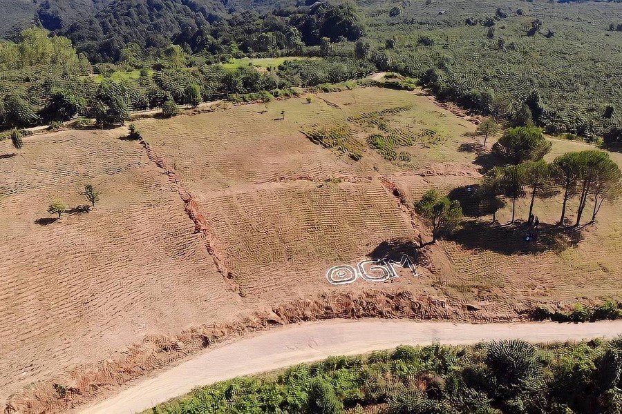 Tıbbi aromatik bitkilerin hasatı başladı