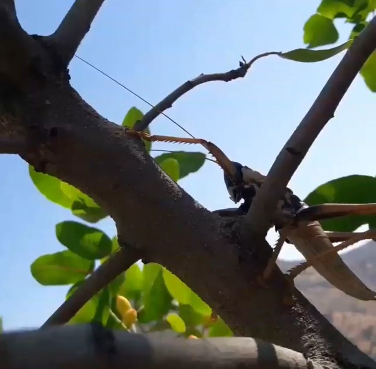 Siirt’te devasa etçil çekirge görüldü