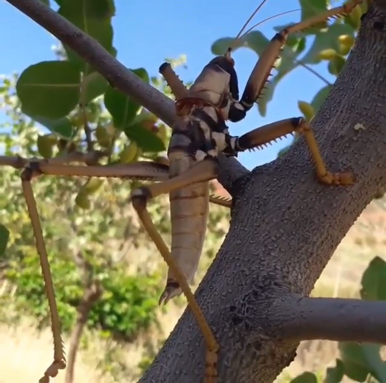 Siirt’te devasa etçil çekirge görüldü