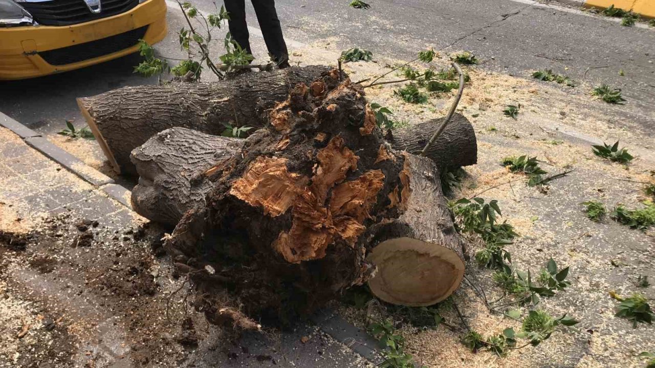 Edirne’de taksinin üstüne devrilen ağaç 2 saat boyunca trafiği kapattı