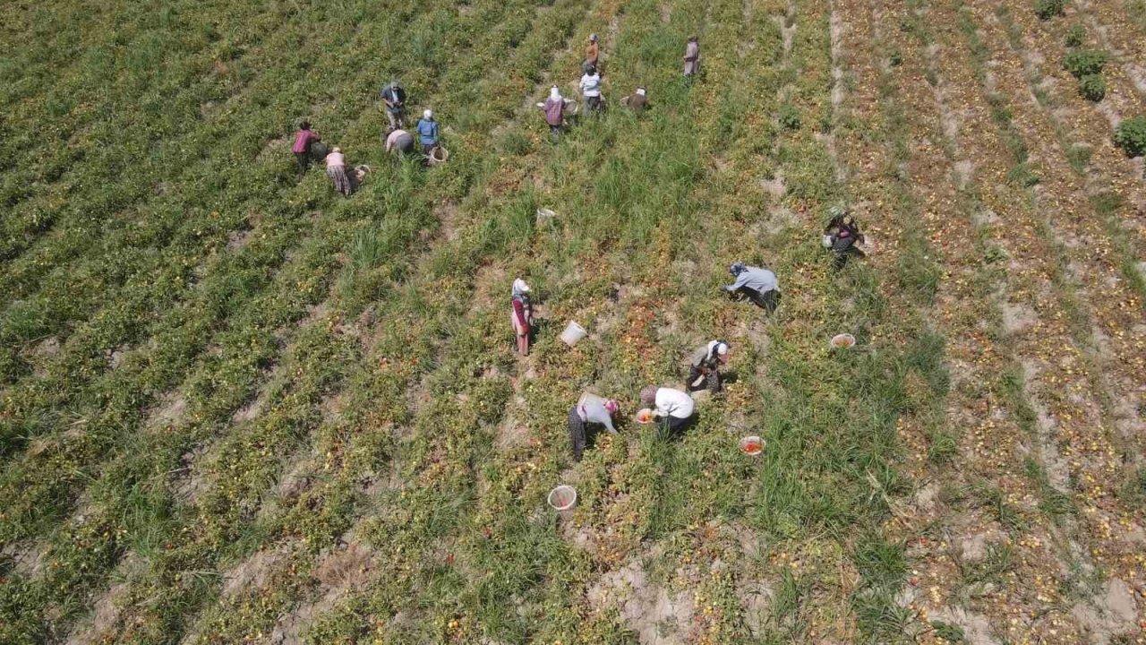 Efeler’in domateslerin hasat ediliyor