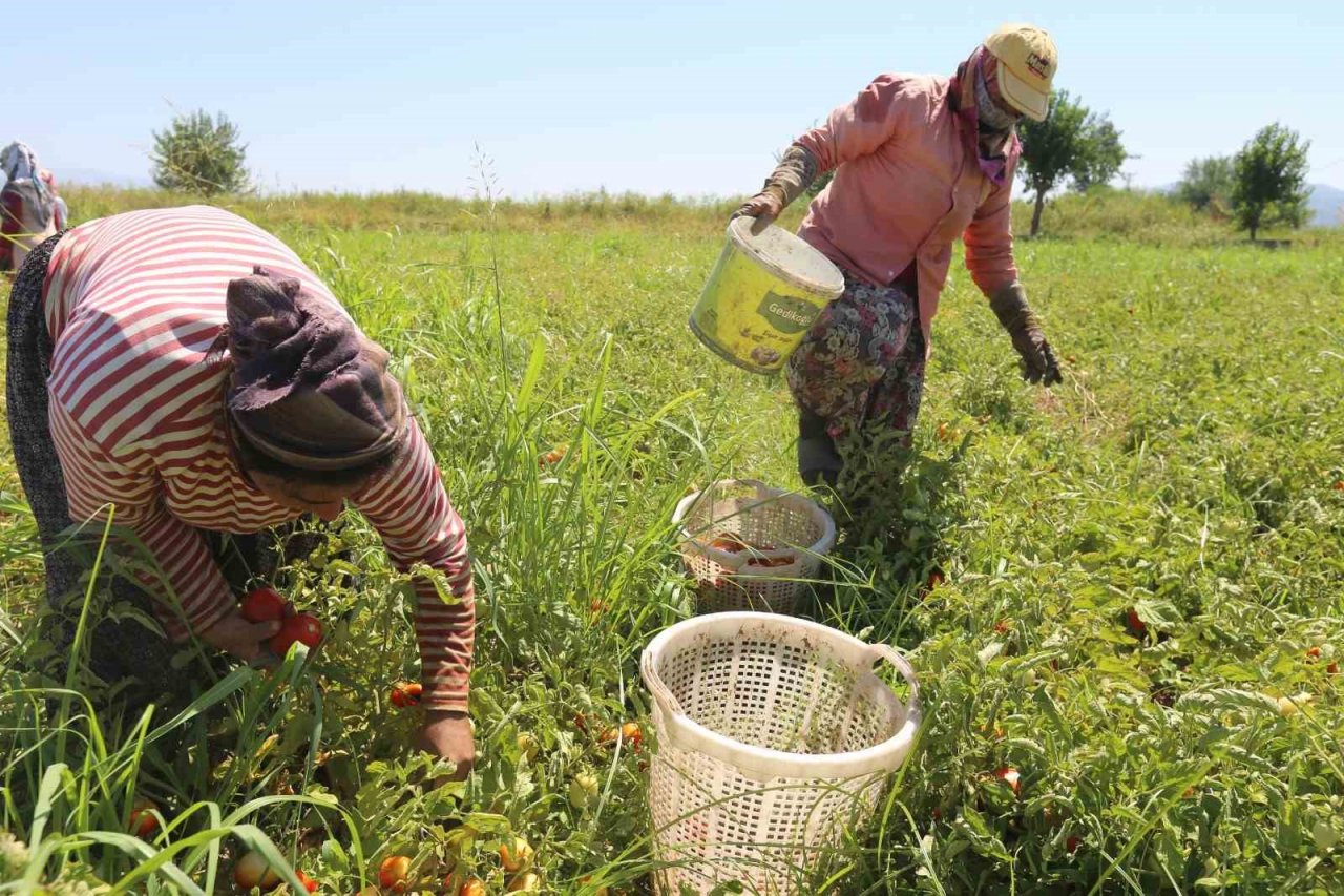 Efeler’in domateslerin hasat ediliyor