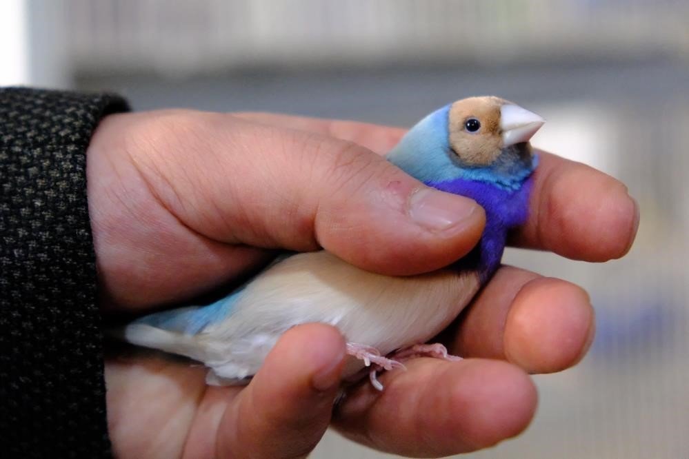 Erzincan’da kiraladığı dairede dünyaca ünlü egzotik kuşları yetiştiriliyor