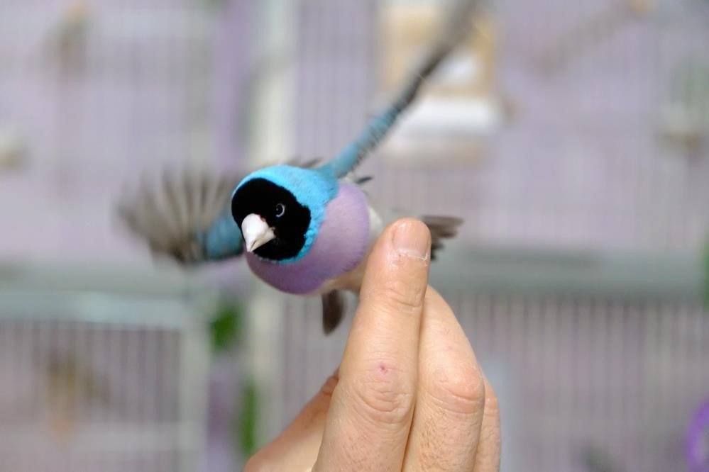 Erzincan’da kiraladığı dairede dünyaca ünlü egzotik kuşları yetiştiriliyor