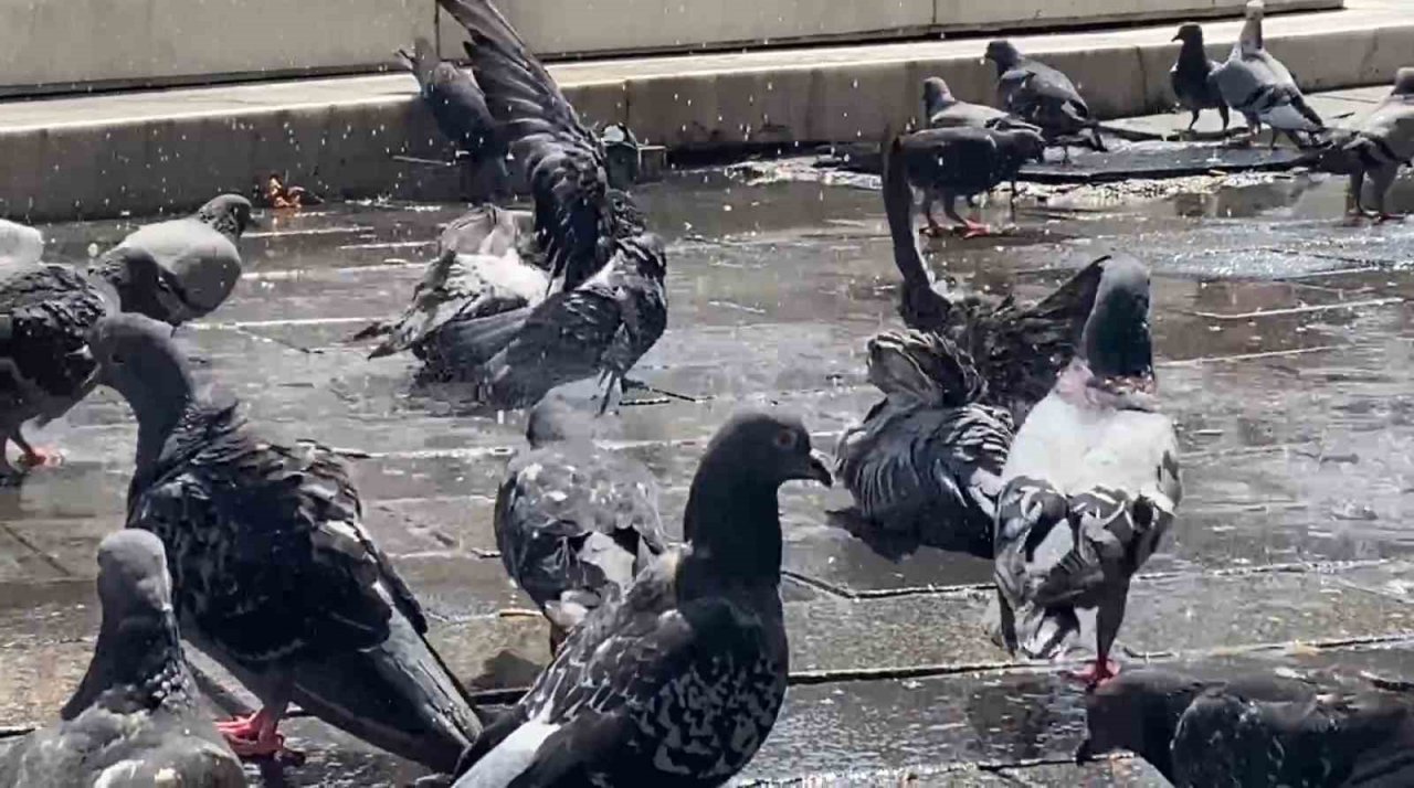 Bursa’da güvercinler kanatlarını açıp böyle serinledi