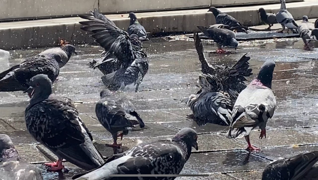 Bursa’da güvercinler kanatlarını açıp böyle serinledi