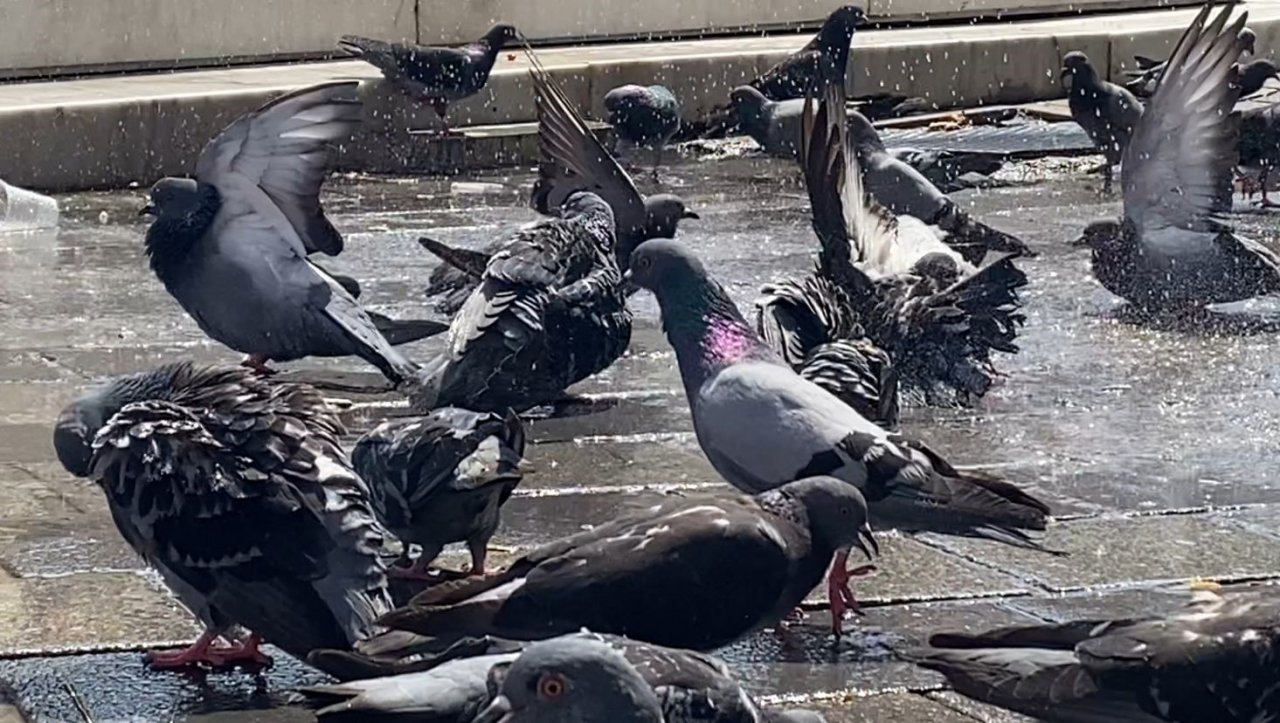 Bursa’da güvercinler kanatlarını açıp böyle serinledi