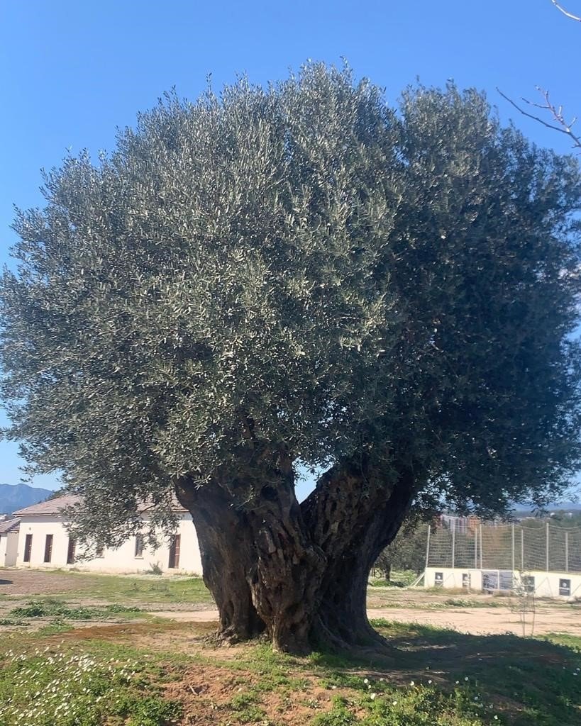 İklim krizi zeytin hasadını vurdu