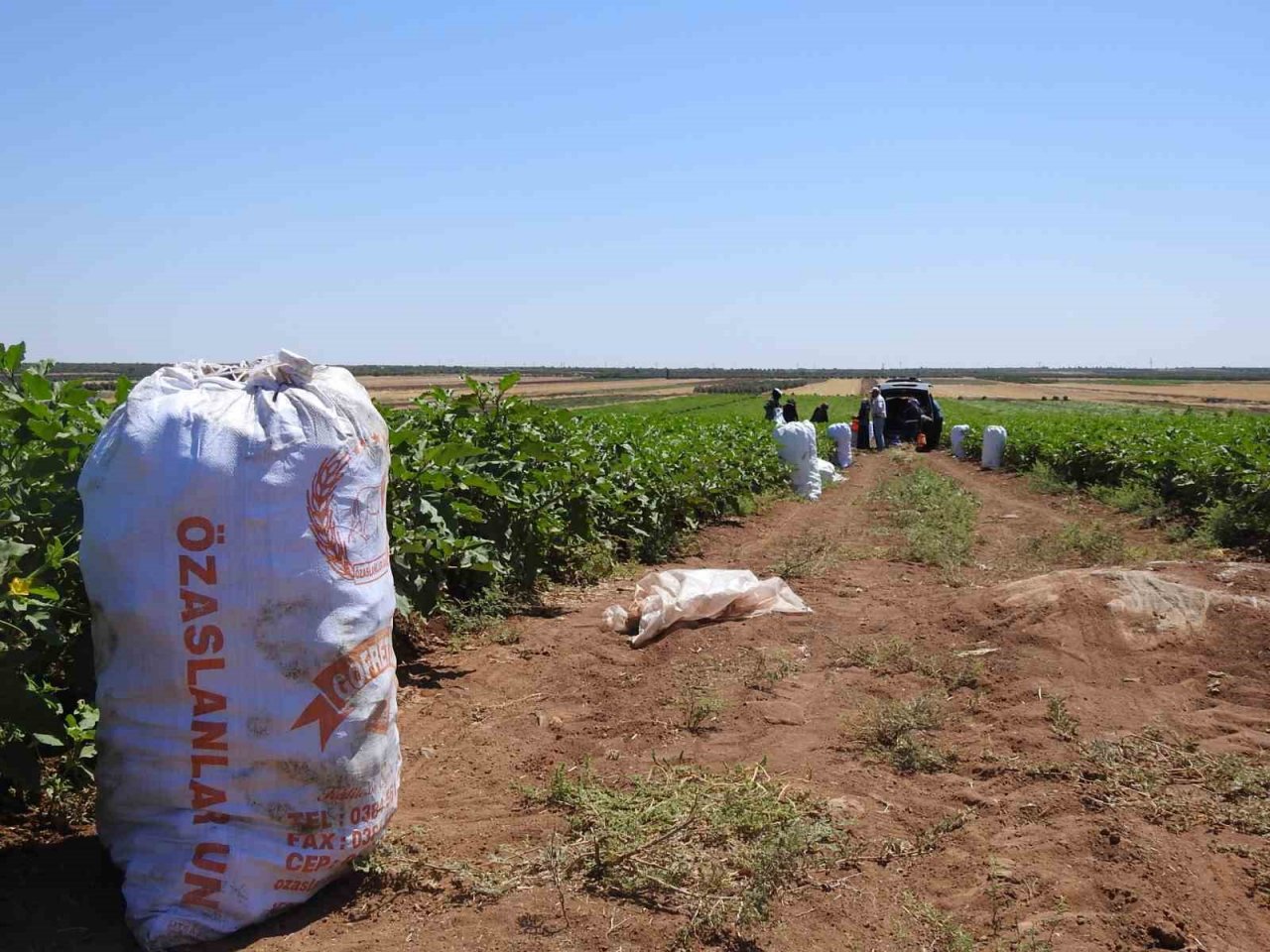Sınırın sıfır noktasında patlıcan hasadı başladı