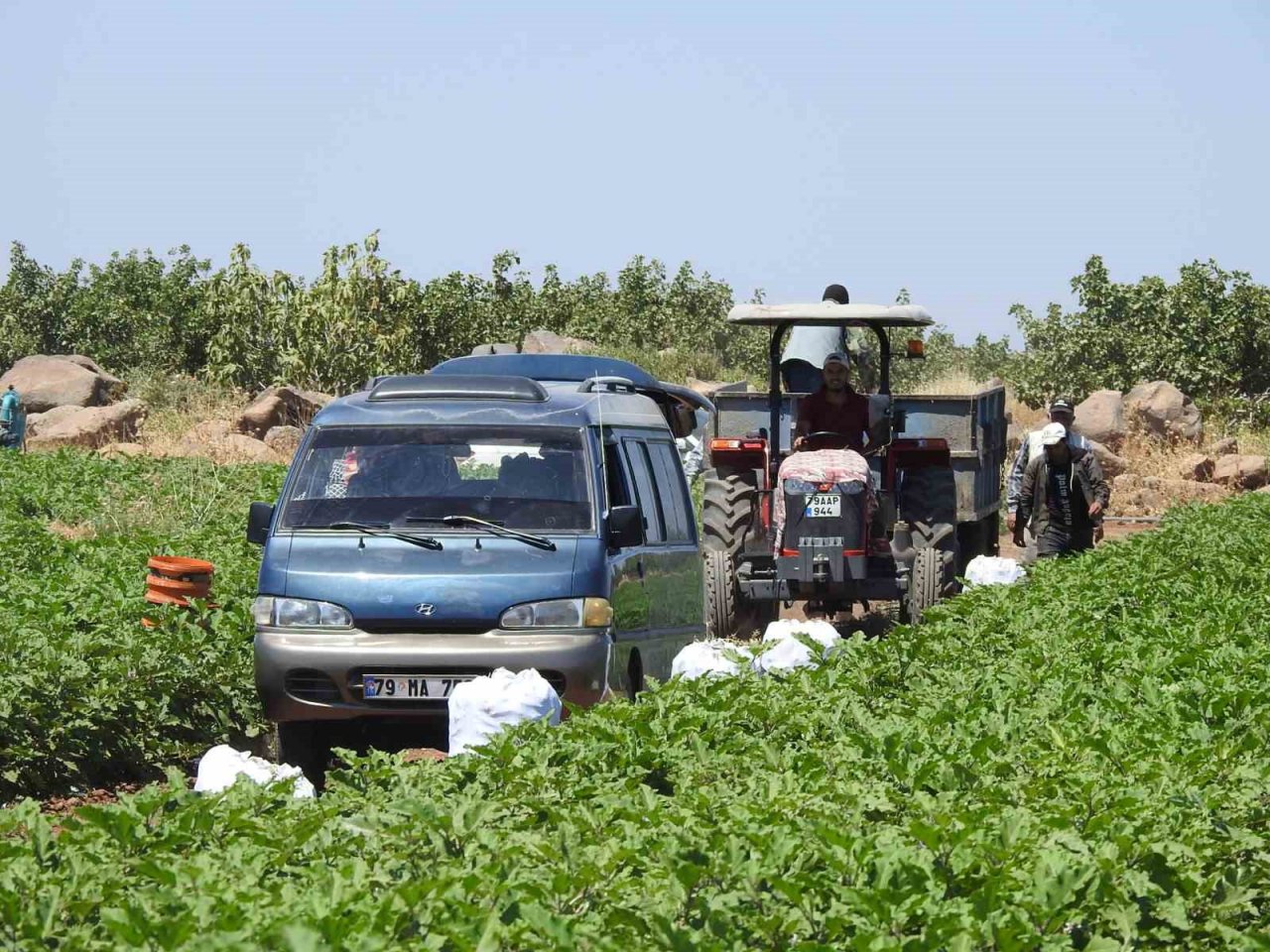 Sınırın sıfır noktasında patlıcan hasadı başladı