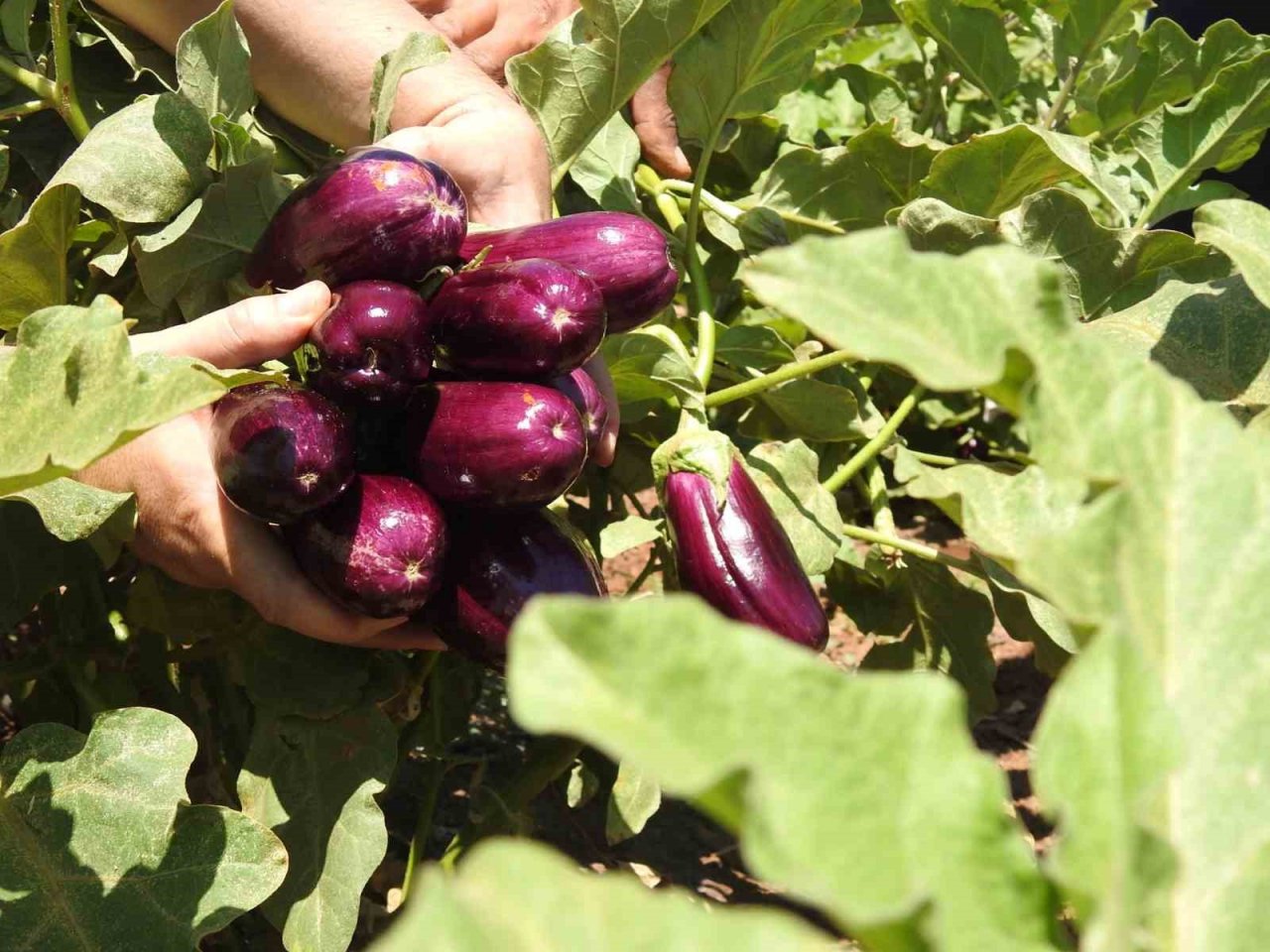 Sınırın sıfır noktasında patlıcan hasadı başladı