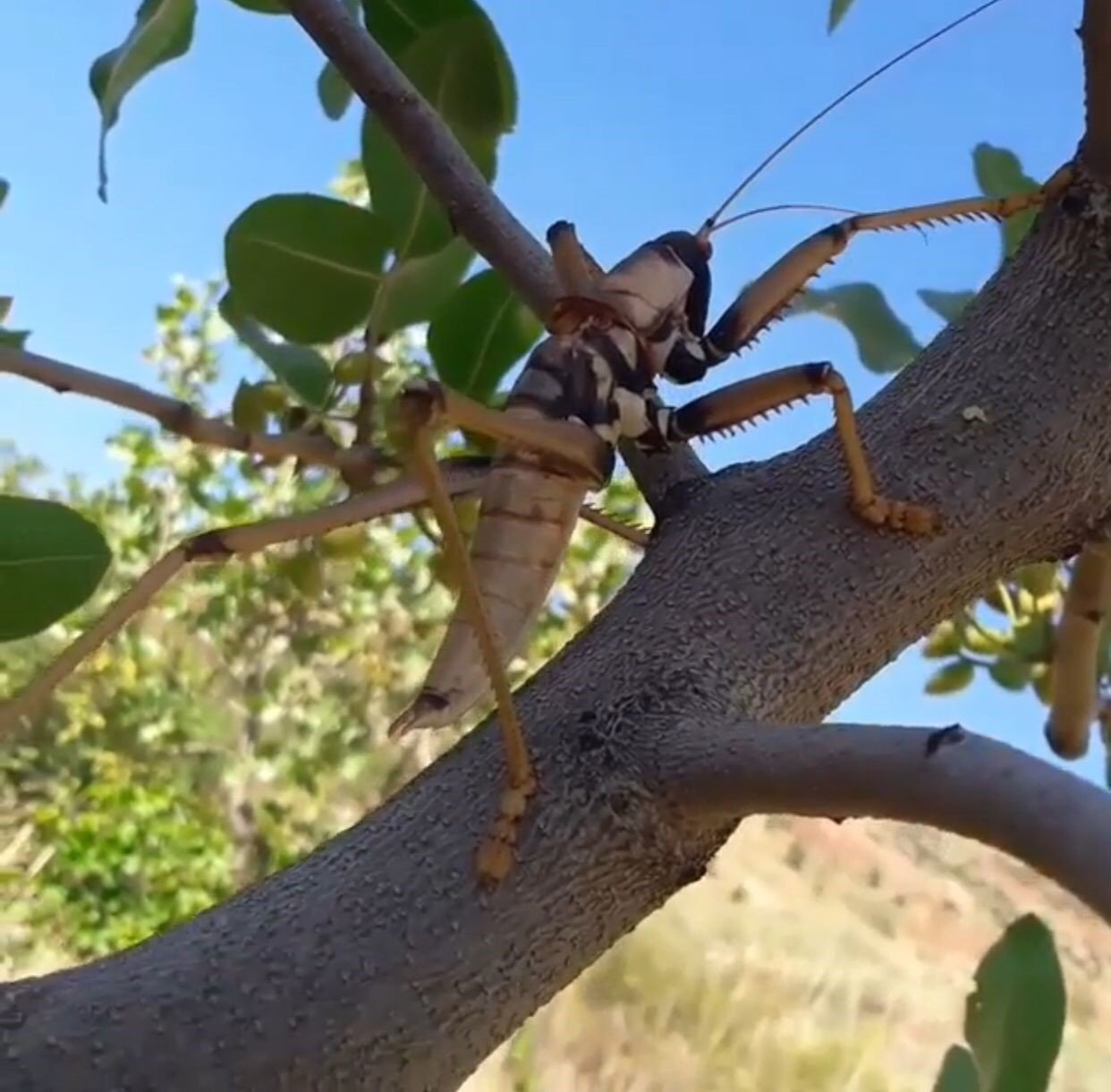 Siirt’te devasa etçil çekirge görüldü