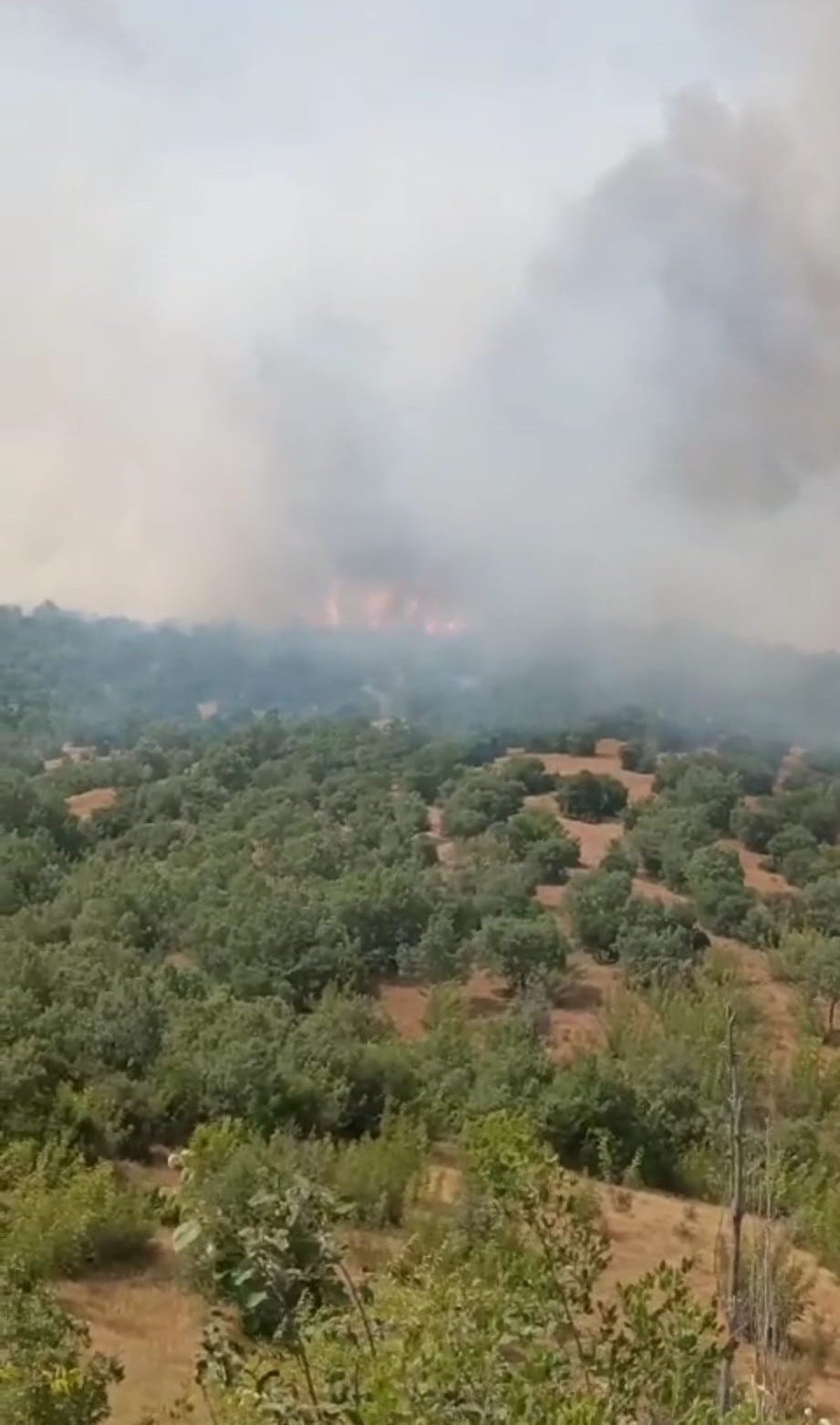 Kütahya’daki orman yangınına müdahale 3 saattir sürüyor