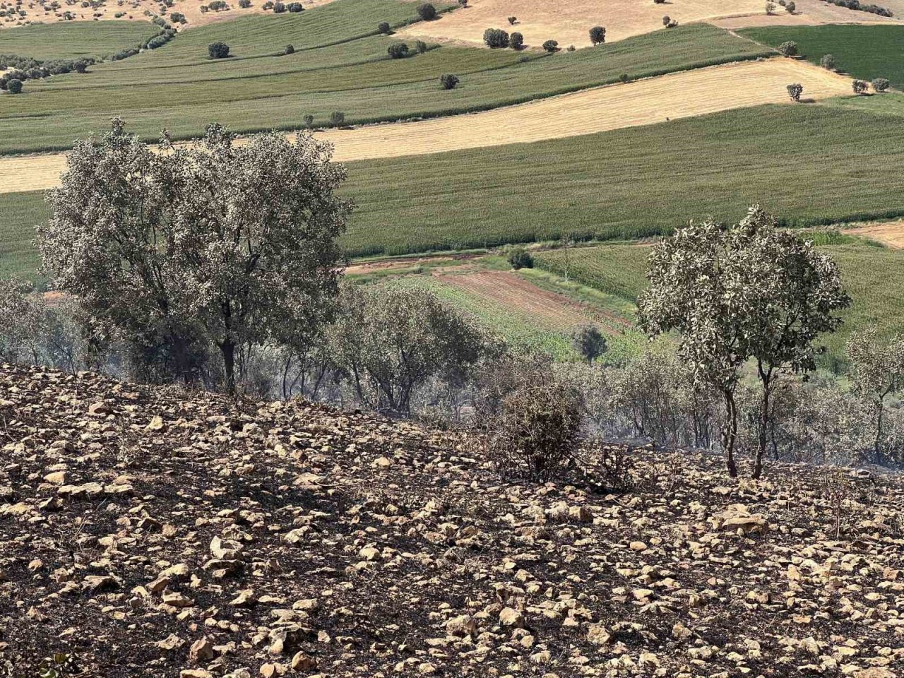 Mazıdağı’nda yangın nedeniyle 200 dönümlük ormanlık alan zarar gördü